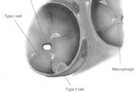 3 to 13 in diameter Alveolar Macrophages or Type III alveolar cells.