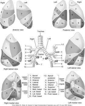 Lung Lobes and Segments Right lung Three Lobes Upper, Middle, Lower Divided by the Horizontal and Oblique fissures.