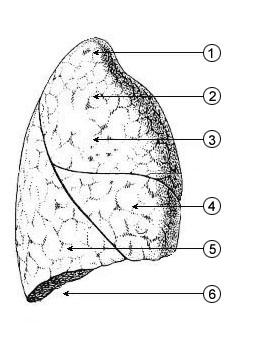 8 Segments LOBES AND SEGMENTS OF THE LUNGS LATERAL MEDIAL RIGHT LUNG UPPER LOBE APICAL SEGMENT ANTERIOR SEGMENT POSTERIOR SEGMENT MIDDLE