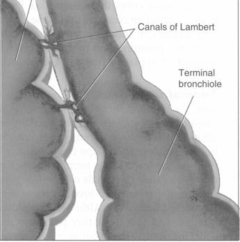 Blood Supply to the Tracheobronchial Tree Bronchial Blood Supply Bronchial arteries nourish the tracheobronchial tree The arteries arise from the aorta and follow the tracheobronchial