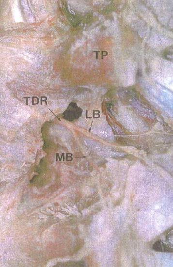 Dorsal Rami in Transverse Space Initially, each dorsal ramus passes through an osseofibrous canal, and dorsally to enter the transverse space.