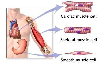 There are types of muscles made up of individual muscle cells called. II. Types of Muscles: 1. : these muscles are usually attached to and allow for the movement of.