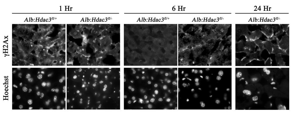 116 Figure 34. Alb:Hdac3fl/- mice are more susceptible to DNA damage induced by irradiation.