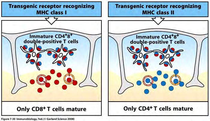 CD4 CD8 lineage fate Posi)ve selec)on is coupled with CD4 or CD8 cell fate specifica)on. If the CD4CD8 cell TCR recognizes MHC I the T cell must have CD8 to be func)onal during MHC I immune reac)on.