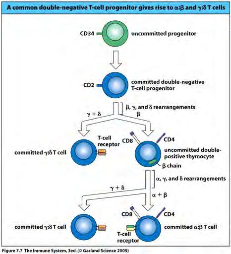 Lineage choice between gamma delta and alpha beta T cells Gamma, delta and beta are all rearranged at the same )me.