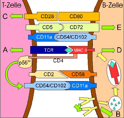 Co-stimulatory interaction between T-cell and APC T-cell B-cell immunological zip CD80 /CD86 belong to