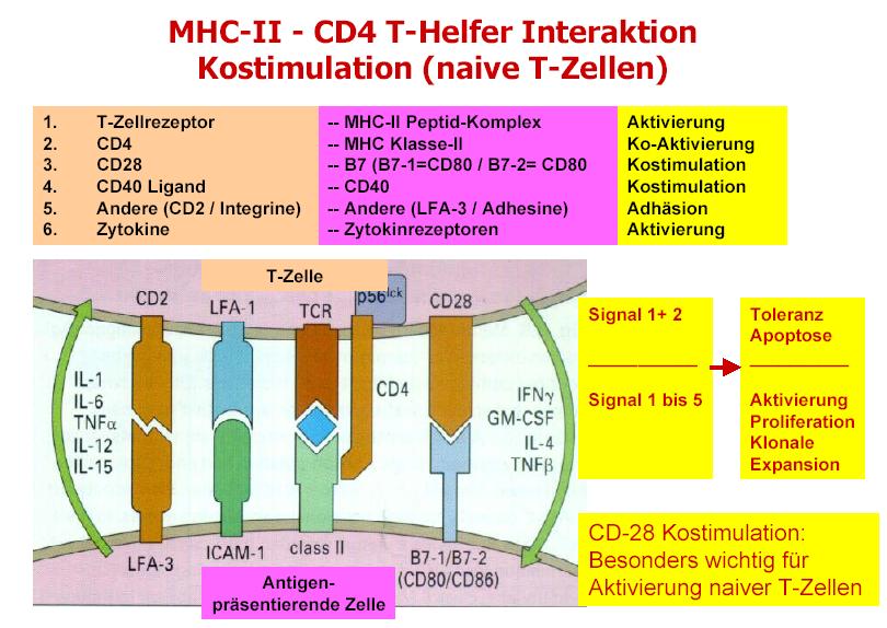 MHC-II CD4 T-helper interaction co-stimulation (naive T-cells) 1. T-cell receptor 2. CD4 3. CD28 4. CD40 ligand 5. Others (CD2/integrins) 6.