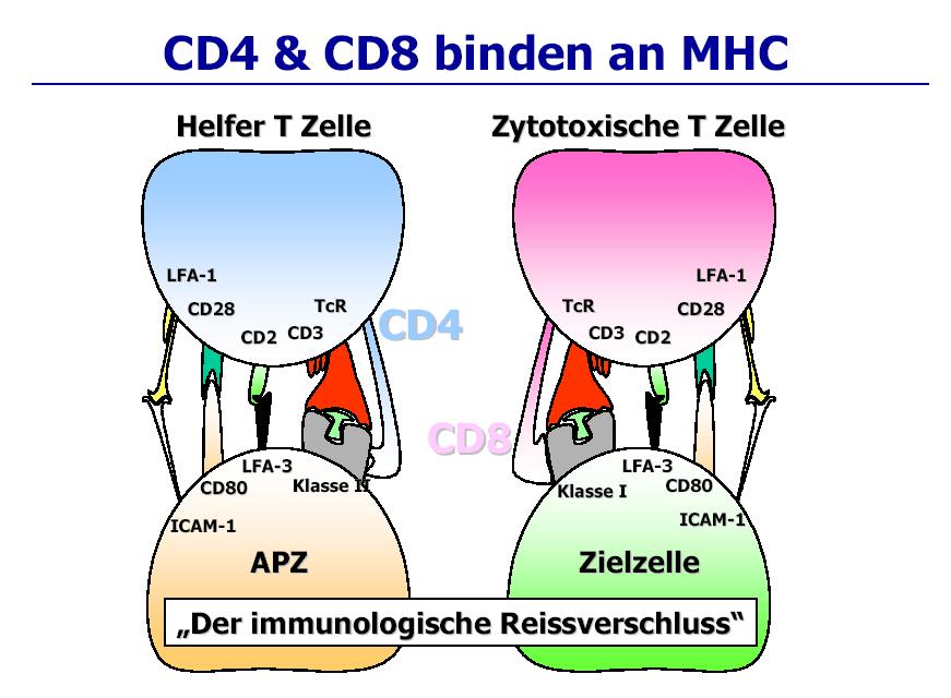 CD4 & CD8 bind on MHC Helper T-cell Cytotoxic T-cell