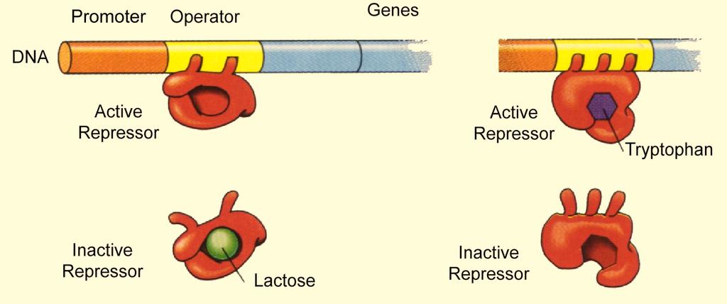 Virus and Prokaryotic Gene Regulation - 12 Inducible Operon Repressor active on gene Gene is off. Controller removes repressor from gene to activate the gene.