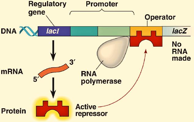Controller binds to repressor, which then attaches to the operator blocking the structural gene. Gene is turned off.