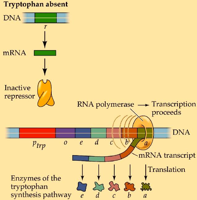 Virus and Prokaryotic Gene Regulation - 14 The Tryptophan Operon A Repressible Operon All cells need the amino acid, tryptophan. Bacteria, such as E.