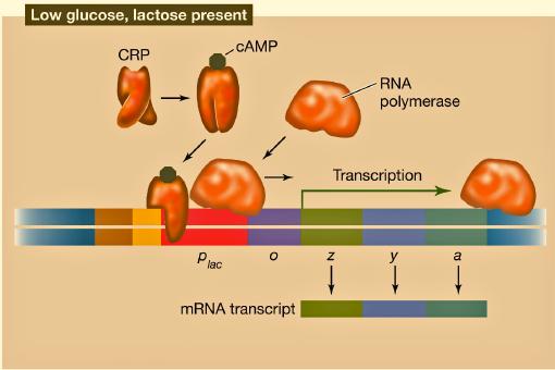 Virus and Prokaryotic Gene Regulation - 15 Both the lactose operon and the tryptophan operon block gene activity.