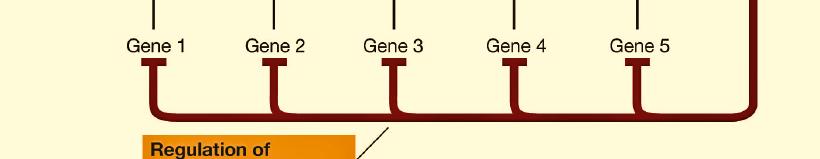 Recall that initiation of transcription involves a set of transcription factors that locate the promoter region