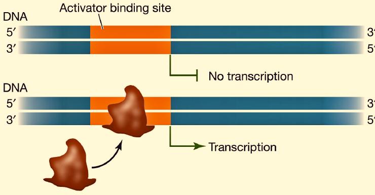 transcription factors.