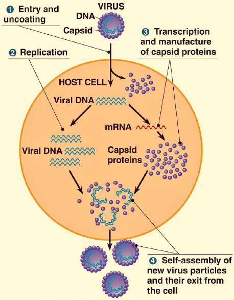 Virus and Prokaryotic Gene Regulation - 4 Virus Reproduction and Gene Regulation Since viruses cannot reproduce by themselves, they are obligate intracellular parasites.