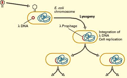 Virus and Prokaryotic Gene Regulation - 5 Virus Lysogenic Cycle Some viruses have a lysogenic cycle rather than a lytic cycle.