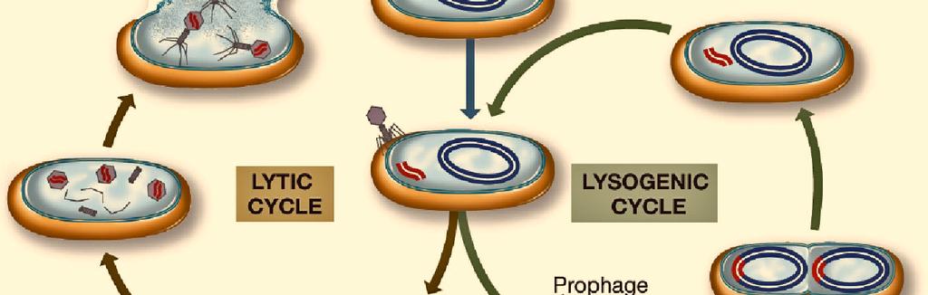 (A virus doing this in a eukaryotic cell is called a provirus.) A lysogenic virus can use the host cell's replication for the viral genome without destroying the host.