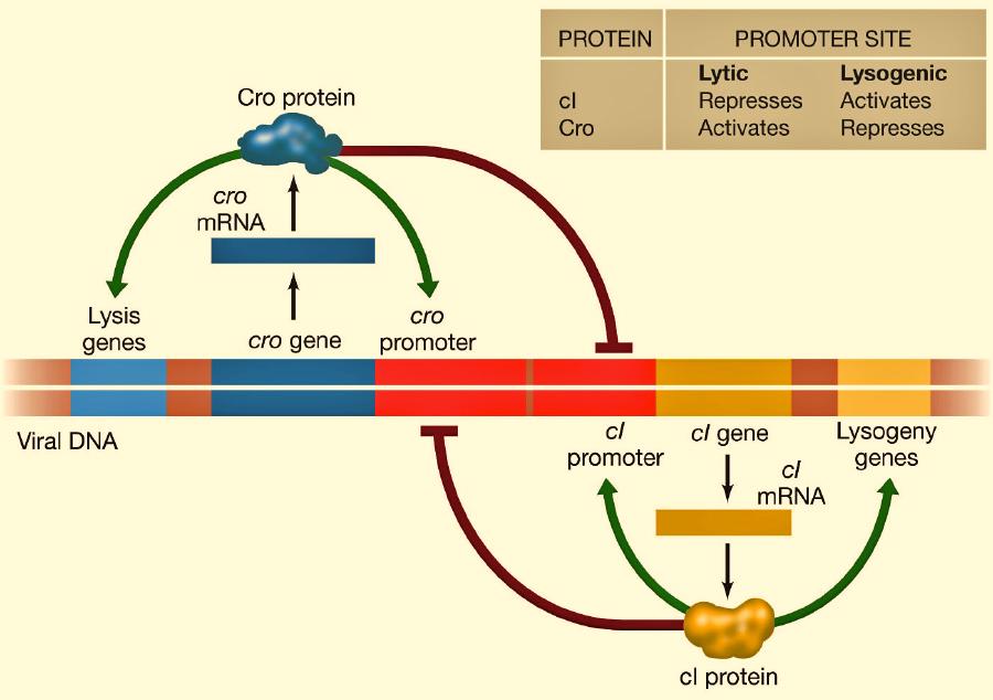 Virus and Prokaryotic Gene Regulation - 6 Virus Transcription Control of Lytic and Lysogenic Cycles The genetic controls of the Lamba ( ) temperate phage have been studied as an example of virus gene