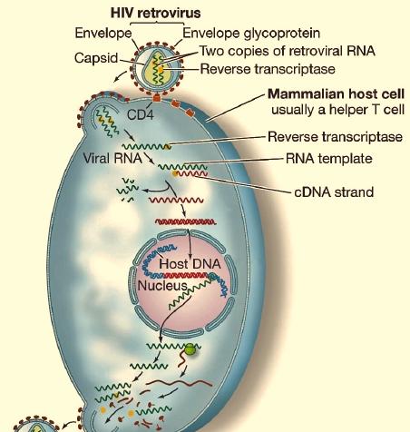 The host ER is used to make new viral glycoproteins that are transported to the plasma membrane in Golgi vesicles.