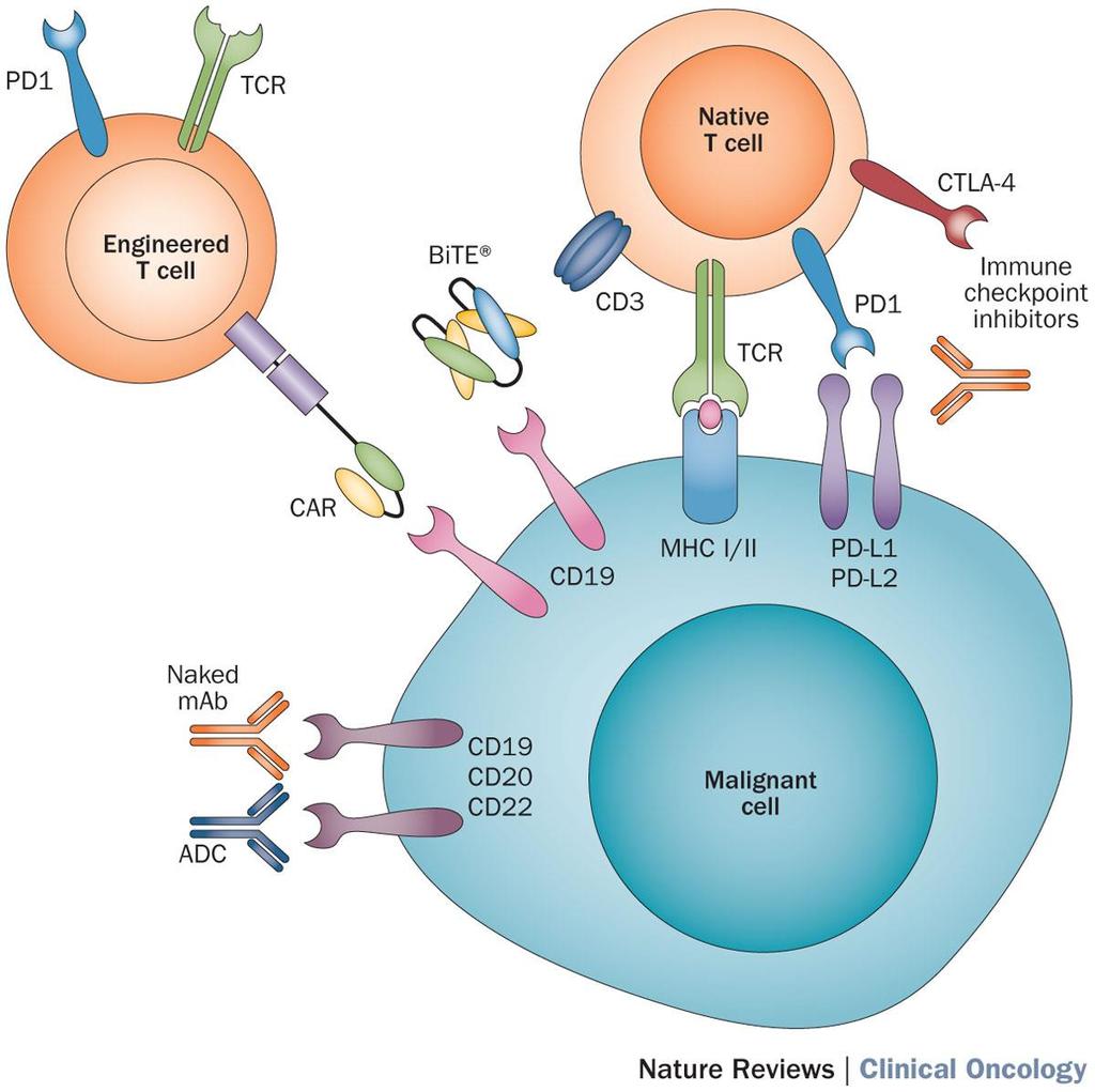 immunotherapy modalities CAR T Cells Bispecific Immune Checkpoint Naked antibodies And ADCs Batlevi, C. L.