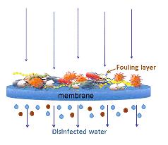 and biofouling Fouling occur due to the adsorption and deposition of hydrophobic non-polar