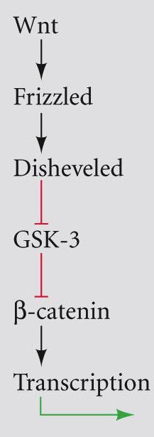 receptor family activates Disheveled Disheveled blocks GSK 3 β catenin released from APC enters nucleus associates with LEF/TCF TFs