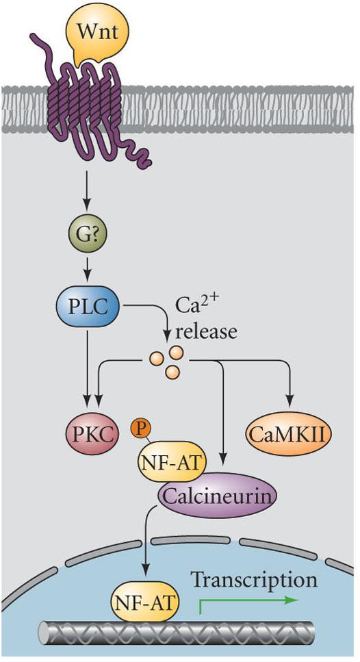 Rac: GTPase Rhoassociated kinase Jun kinase phosphatase cell