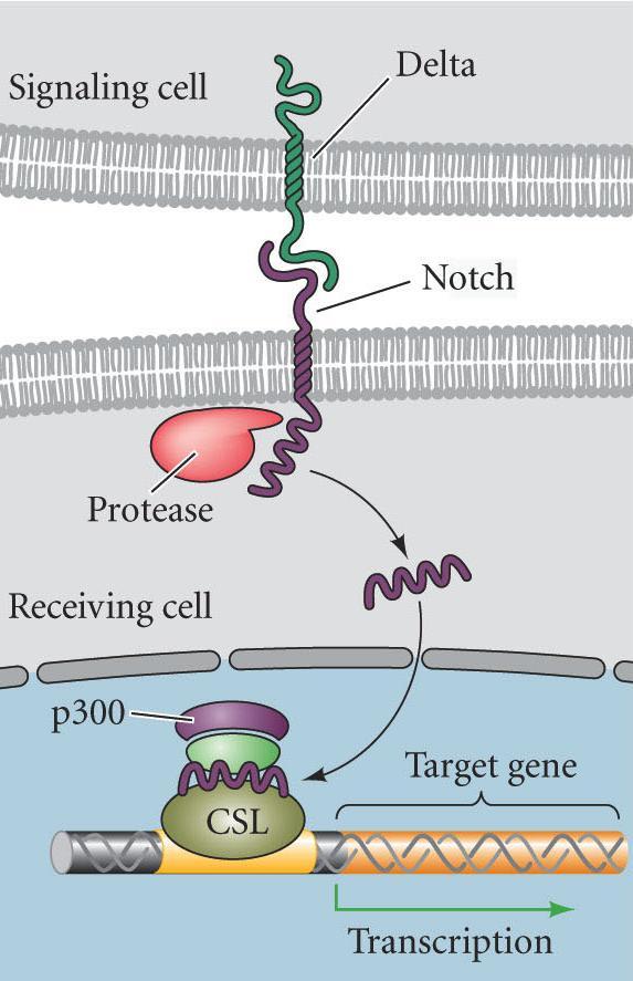 Notch Pathway Juxtacrine signaling: Proteins from the inducing cell interact with receptors from adjacent responding cells
