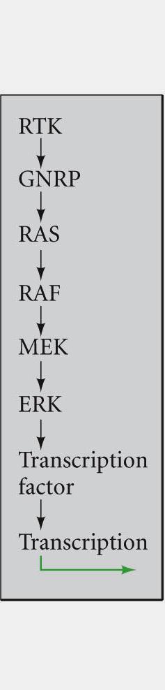 RTK Pathway FGF (Generic) 1. Ligand binding 2. RTK dimerized 3. RTK autophosphorylation 4. Adaptor protein binding 5. GNRP binding (guanine NT releasing protein) 6. GNRP activates Ras (G protein) 7.