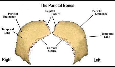 Parietal Bones Copyright
