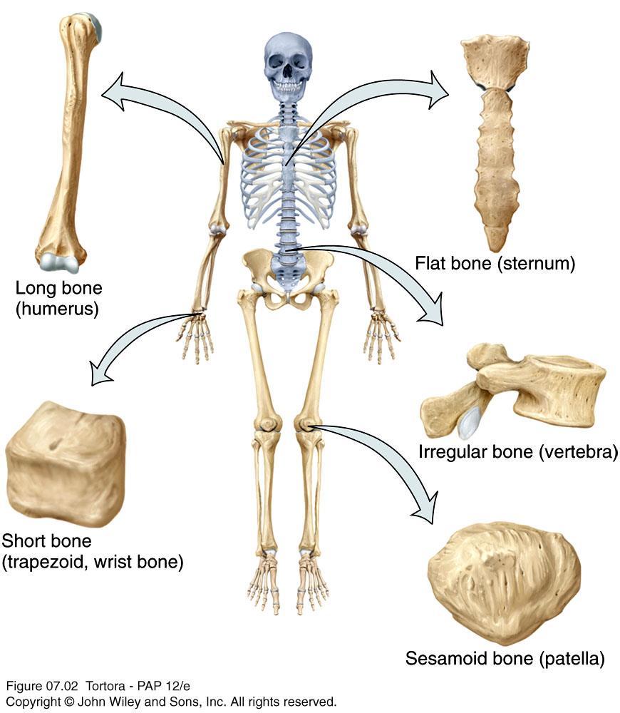 Types of Bones Bones can be classified into five