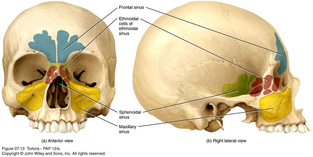 The skull contains cavities called paranasal air