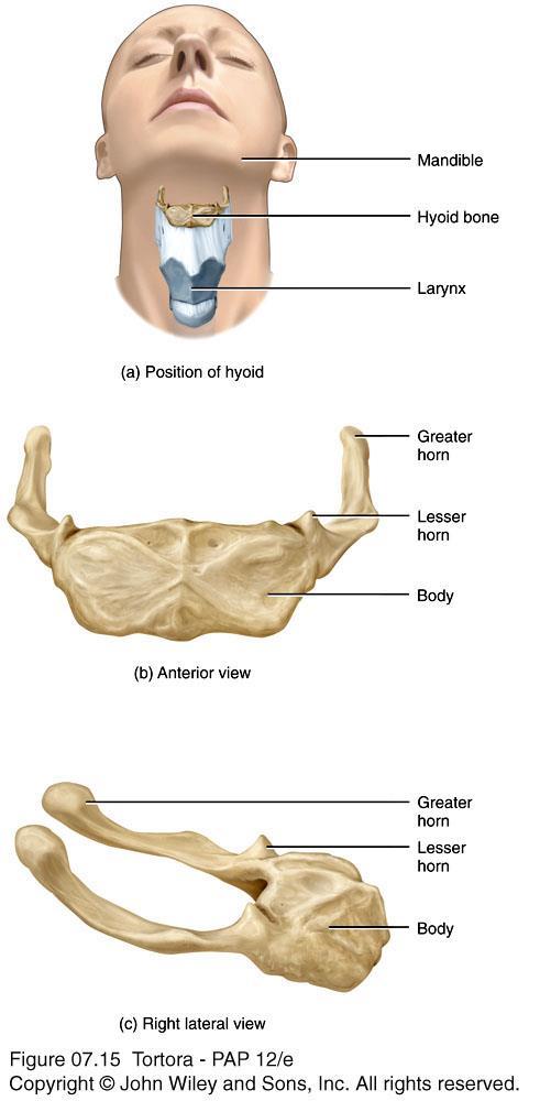Hyoid Bone Does not articulate with any other bone Supports the tongue, providing attachment sites for some tongue