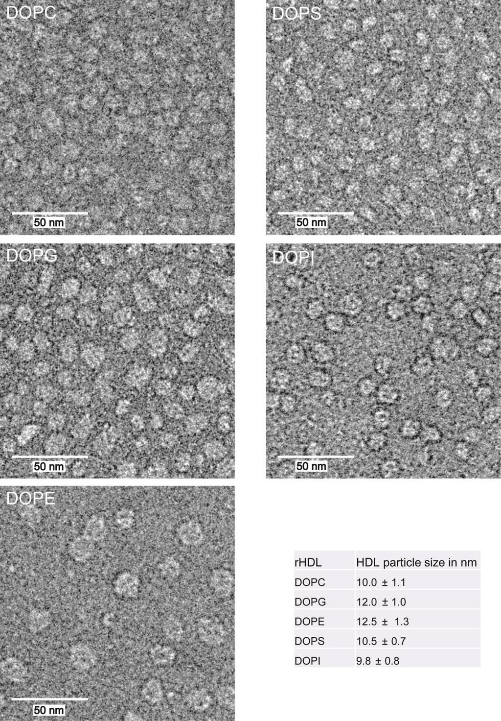 Supplementary Figure 3: Homogeneity and particle size analysis of 2R rhdls in different lipidic compositions.