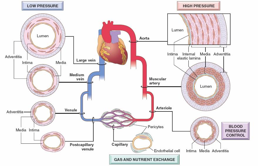 STRUCTURE AND FUNCTION OF BLOOD VESSELS Regional vascular specializations Elastic arteries Iliac, pulmonary