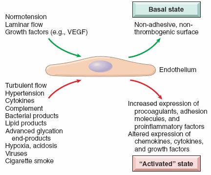 in which endothelial cells have adhesive, procoagulant surfaces and release