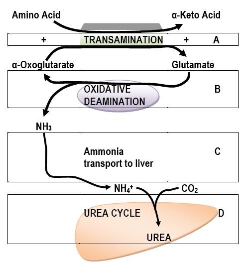Fig. 4: Schematic diagram of Metabolic Flow of Amino Acid Nitrogen