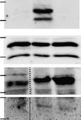 Cells were analyzed for e caspase-4 and GSDMD expression by immunoblot.