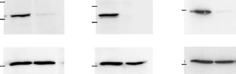 b SN and total cell lysates (TCL) were analyzed by immunoblot for HMGB1 and GSDMD, showing the pro-form (Pro) and cleaved (p3) GSDMD.