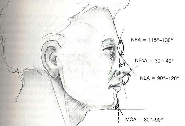 Facial Analysis-The Nose Nose nasofrontal angle