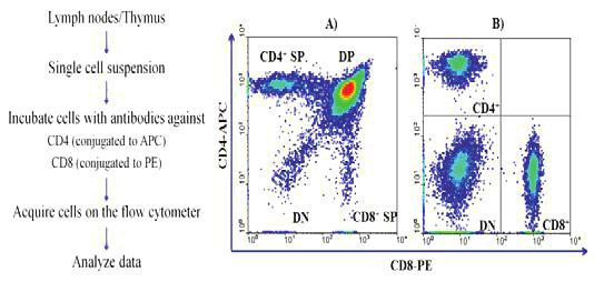 Figure 4. Flow cytometry to study immune cell populations. Single cells populations including thymocytes and lymph node cells can be studied using flow cytometry.