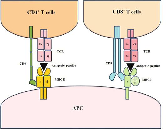 CD4 is expressed on T H cells, while CD8 is present on T C cells. These co-receptors facilitate optimum activation, of T cells.