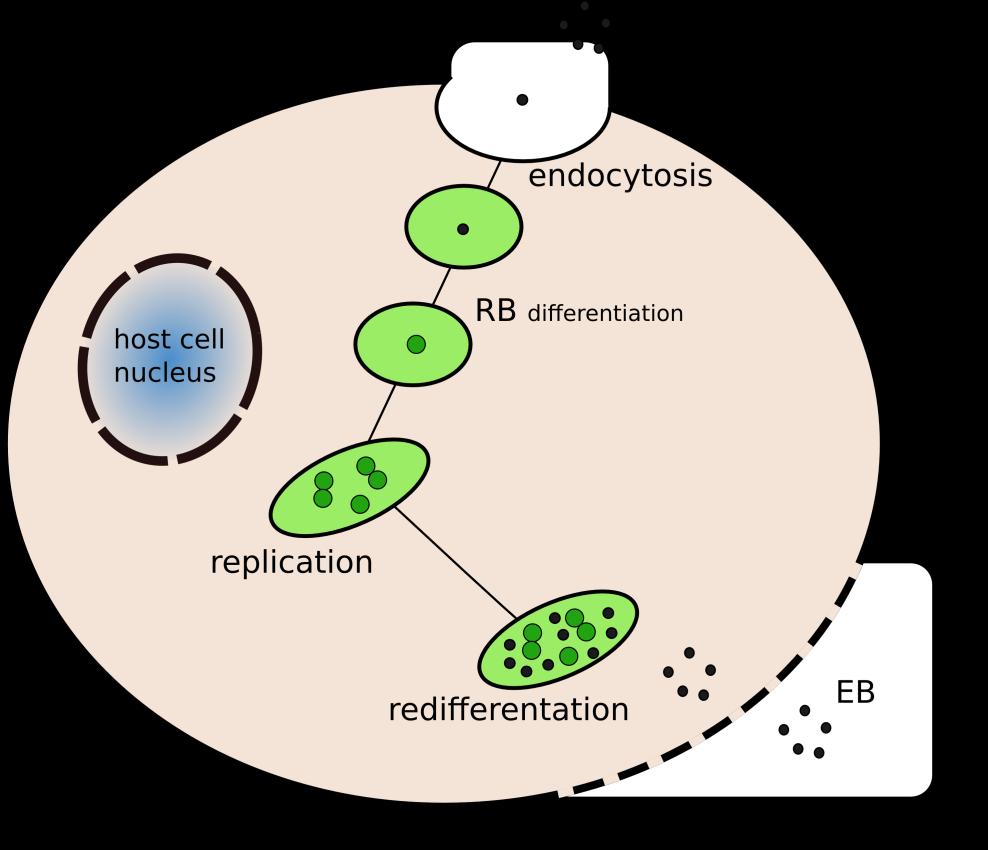 FIGURE 2. Schematic representation of the chlamydial developmental cycle.