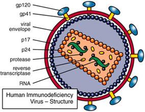 HIV 101 Classes of drugs Reverse transcriptase inhibitors q Nucleoside/nucleotide q