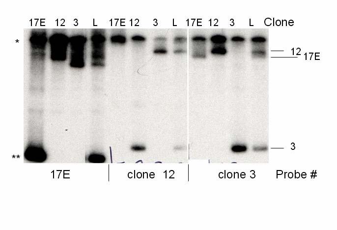 Figure 3.1. Sequence alignment of the V1 region of the envelope gene from six SIV/DeltaB670 clones and SIV-17E.