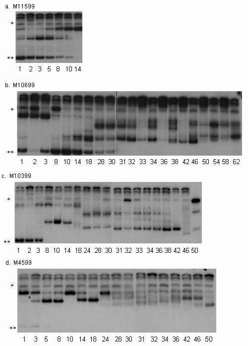 Figure 4.4. HTA of plasma virus cdna derived V1 V2 envelope region sequences from SIV/DeltaB670-infected, untreated macaques. Numbers along the bottom indicate week postinoculation.