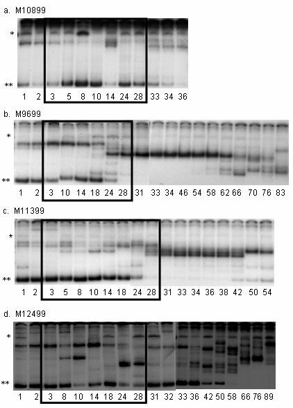 Figure 4.5. HTA of plasma virus cdna derived V1 V2 envelope region sequences from SIV/DeltaB670-infected, PMPA-treated poor drug responder macaques.