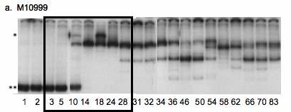 Figure 4.6. HTA of plasma virus cdna derived V1-V2 envelope region sequences from SIV/DeltaB670-infected, PMPA-treated responder macaques.