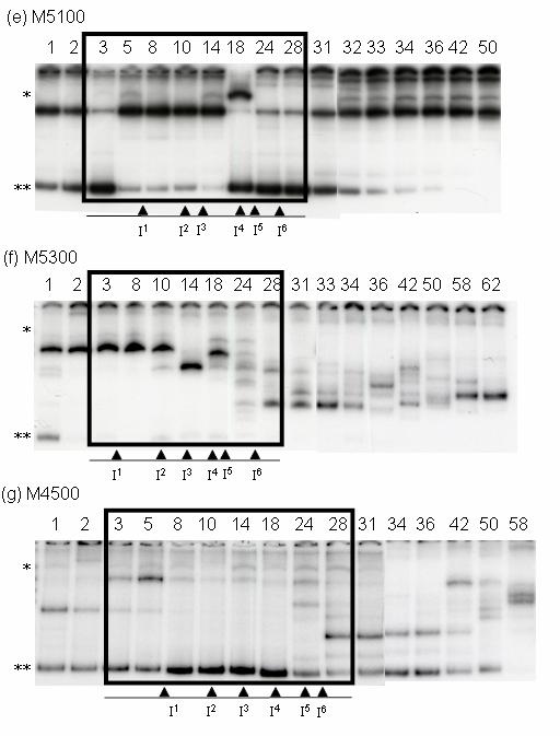 Figure 5.3. HTA of plasma virus cdna derived V1 V2 envelope region sequences from SIV/DeltaB670-infected, PMPA-treated and therapeutically immunized poor drug responder macaques.