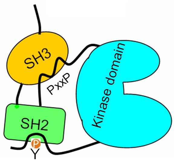 The SH3 Domain of Src becomes Accessible upon